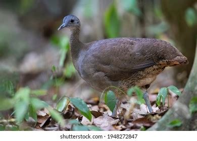 242 Tinamou Bird Images, Stock Photos & Vectors | Shutterstock