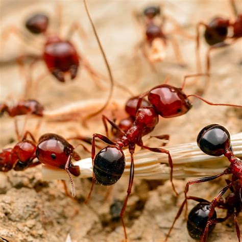 What Do Fire Ants Look Like? · ExtermPRO