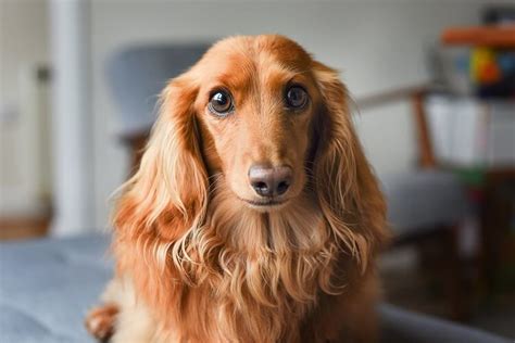 Long Haired Dachshund: What To Know About This Stunning Breed