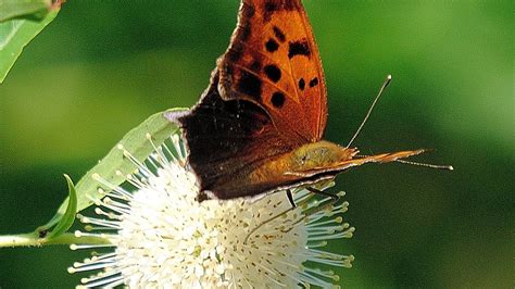 Call for a wild garden with Sugar Shack buttonbush, pollinators