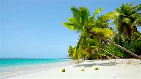 The best beaches in the world. Cuba palm... | Stock Video | Pond5