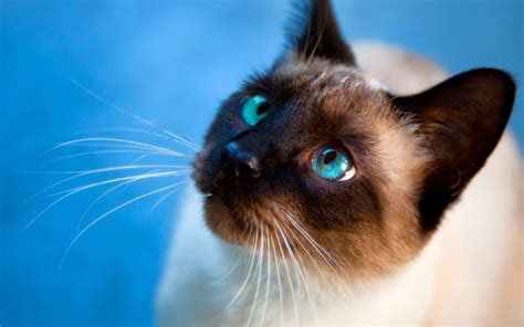 🔥 [40+] Siamese Cat Wallpapers for Desktop | WallpaperSafari