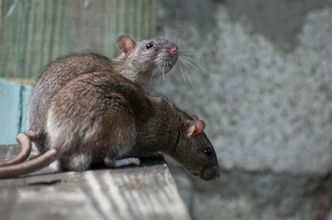 Pest of the Month: Ravaging Rodent Control - Buzz Kill Pest Control