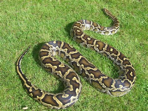 Indian Python Facts and Pictures | Reptile Fact