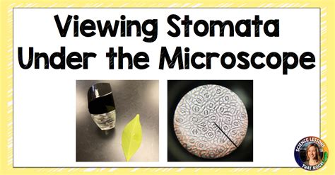 How To View Stomata Under The Microscope - Science Lessons That Rock