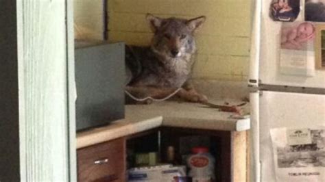 Coyote Makes Itself at Home in Georgia Kitchen - ABC News