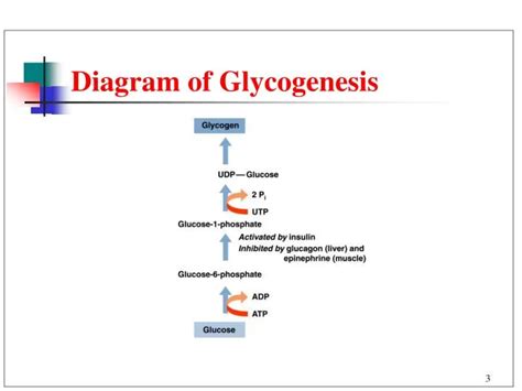 Glycogenesis: Steps, Regulation, Glycogenolysis & Significance