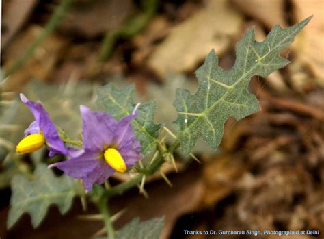 Medicinal Plants: Solanum surattense / xanthocarpum, Kantakari ...