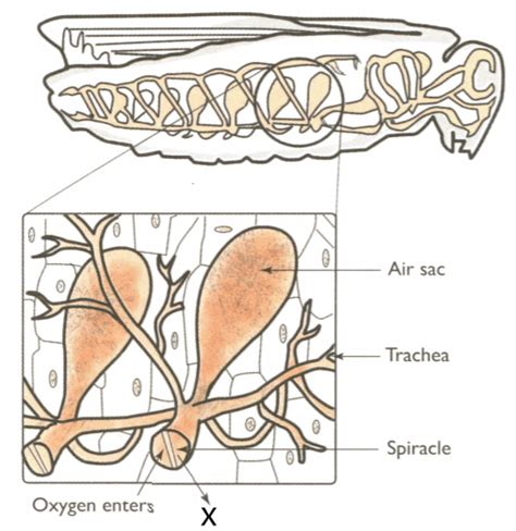 Draw the spiracles and describe the breathing process in cockroaches