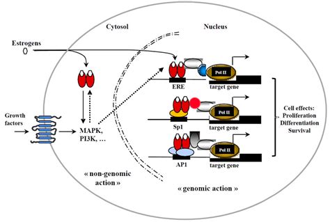 Structure and mechanisms of action of the estrogen receptor (ER). (A ...