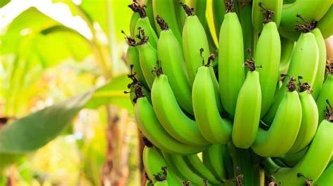 11 Best Raw Banana Recipes | Easy Raw Banana Recipes - NDTV Food