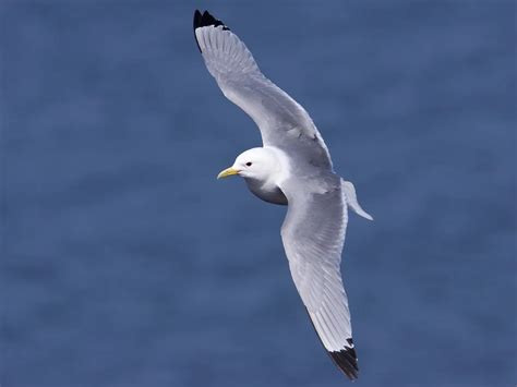 Kittiwake Bird Facts (Rissa tridactyla) | Birdfact