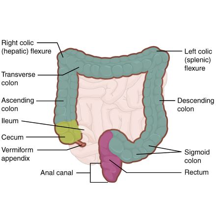 Appendix | Radiology Reference Article | Radiopaedia.org