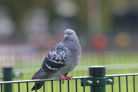 Columba livia, Rock Dove