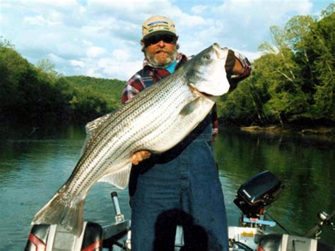 The Different Types of Bass Fish – Bass Fishing Tactics