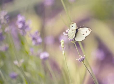 White butterfly on flower..... - Pixdaus | Butterfly on flower ...