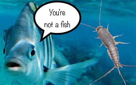 Silverfish- a pest, not a fish!