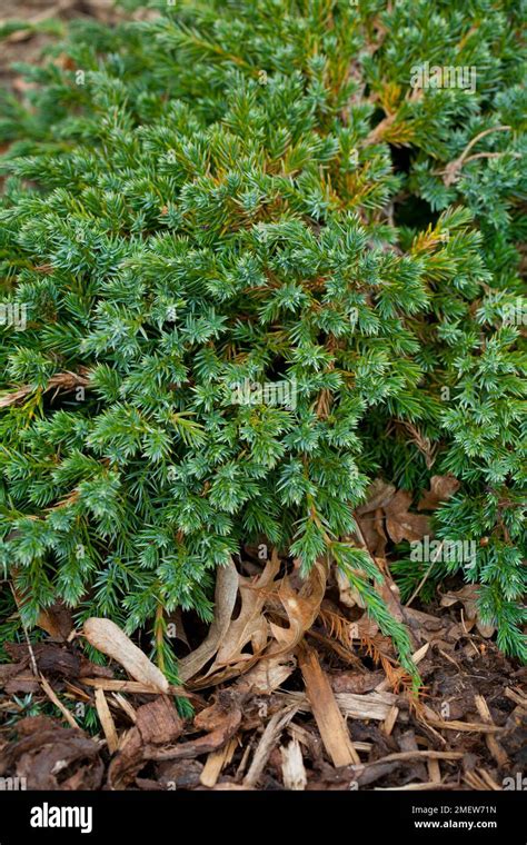 Juniperus squamata 'Blue Carpet' Stock Photo - Alamy