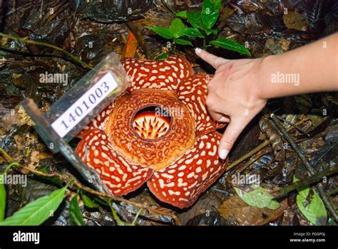 close up view Rafflesia flower, Rafflesia arnoldii, with a woman hand ...