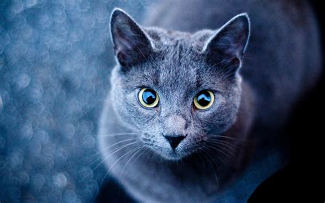 🔥 [40+] Cat Eyes Wallpapers | WallpaperSafari