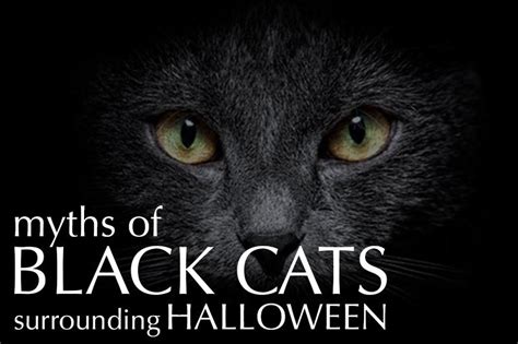 Debunking the myth of black cats | RMU Sentry Media