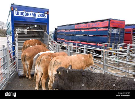 Cattle being loaded on to a livestock lorry Stock Photo - Alamy