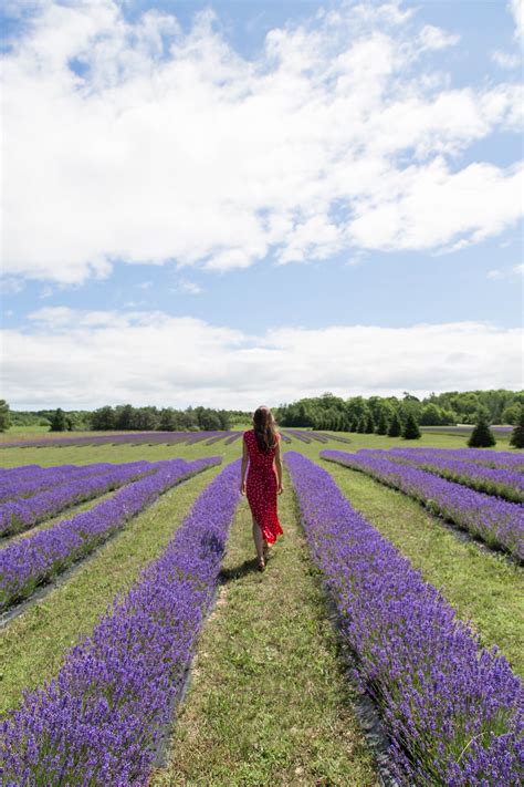 Washington Island Lavender Fields