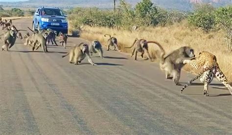 Tourist Captures Once-In-a-Lifetime Leopard vs Baboons Encounter!