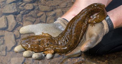 ‘Snot otter’ or ‘hellbender,’ OU scientists want to save them | Local ...