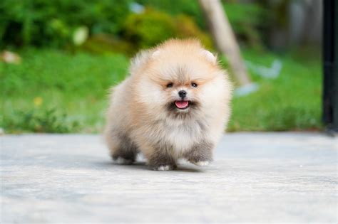 People are Largely Owning Teacup Pomeranian Puppies for their Homes | Bigtime Daily