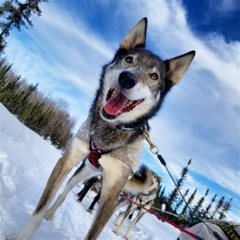 Alaskan Husky Sled Dog Tour - Just Short of Magic