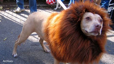 The lion that barked: China zoo under fire for disguising dog as lion | Euronews