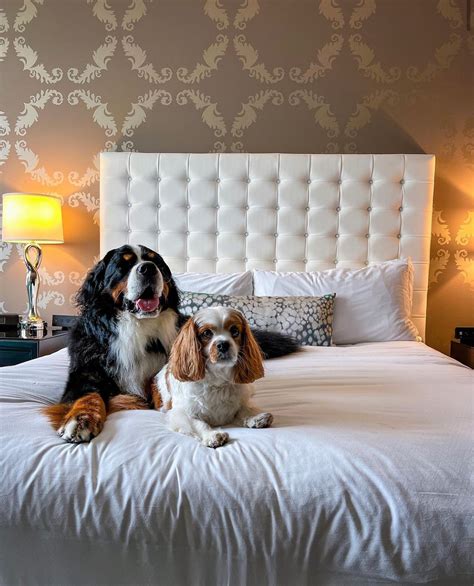 Pet Friendly Hotel in Portland | The Nines Hotel