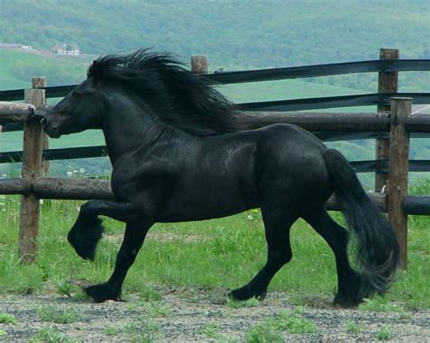 Photo: Courtesy of MJ Gould-Earley A Fell pony stallion at liberty ...