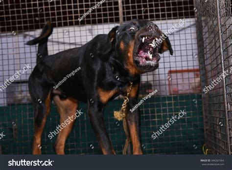 Ferocious Barking Rottweiler Portrait Inside Kennel Stock Photo ...