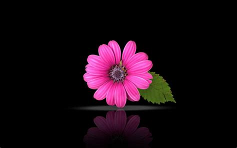 Pink And Black Flower Wallpapers - Wallpaper Cave