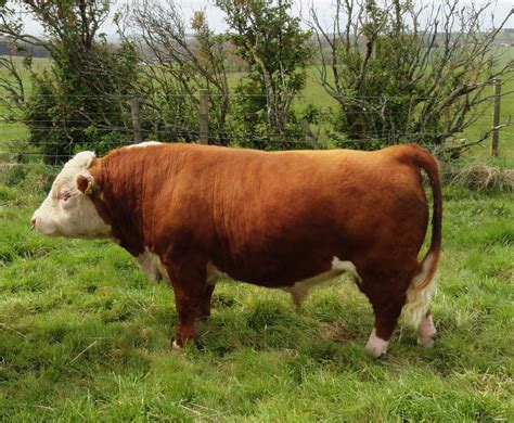 A Mini Hereford Bull | Miniature cow breeds, Miniature cows, Cow