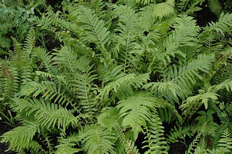 Christmas Fern (Polystichum acrostichoides) in Richmond Fairfax Loudoun Prince William ...