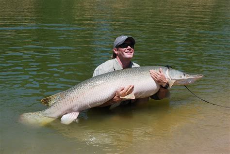 Passport to Texas » Blog Archive » Fishing: Big Fish with Big Fight — Alligator Gar