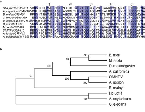 Hb-ugt-1 is a putative UDP glycosyltransferase (UGT). (A) The amino... | Download Scientific Diagram