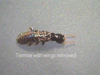 Termite Gallery - Security Pest Control - Ant-Termite-Bed Bugs-Rodent ...