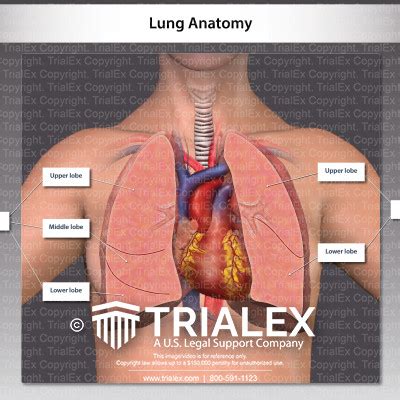 Lung Anatomy - TrialExhibits Inc.