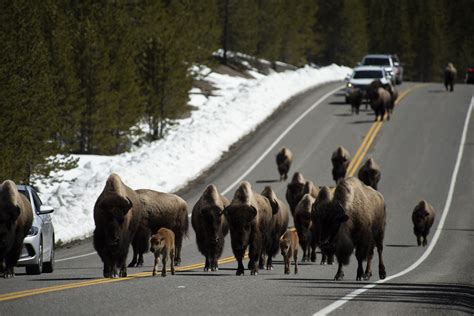 Video Shows Dozens of Yellowstone Bison Stampeding Through Traffic in National Park - Newsweek