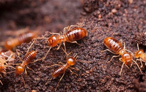 Blog - Signs Of Termite Activity Every Dallas Homeowner Needs To Know