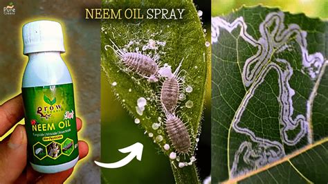 How To Make Neem Oil Spray For Plants - Puregreeny