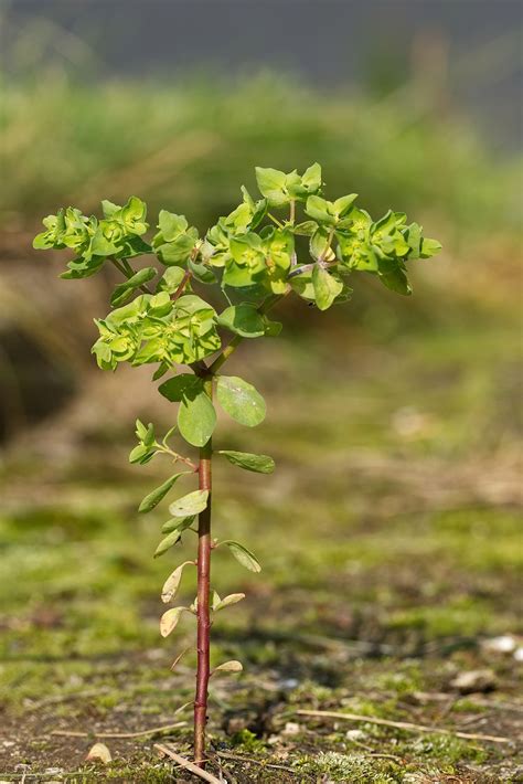 Download free photo of Small, tree, nature, branch, leaves - from needpix.com