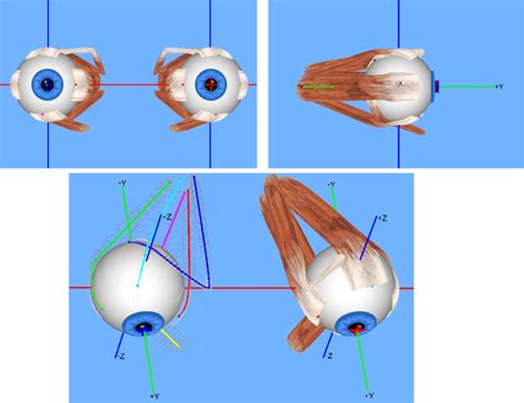 Examination of Extraocular Movements of Eye – howMed