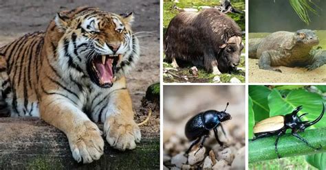 Top 10 Strongest Animals In The World