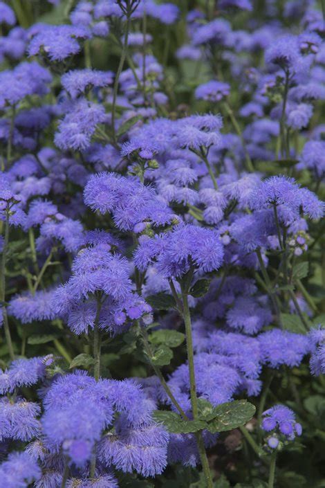 Ageratum Floss Flower | Best Flower Site