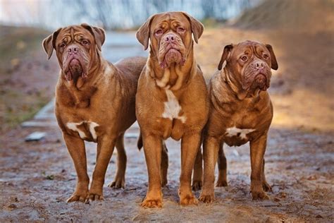 Dogue de Bordeaux - Facts and Beyond | Biology Dictionary